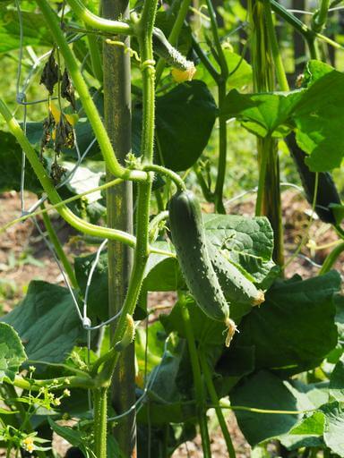 zone 5 cucumber planting guide
