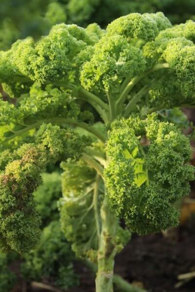 kale growing in the garden