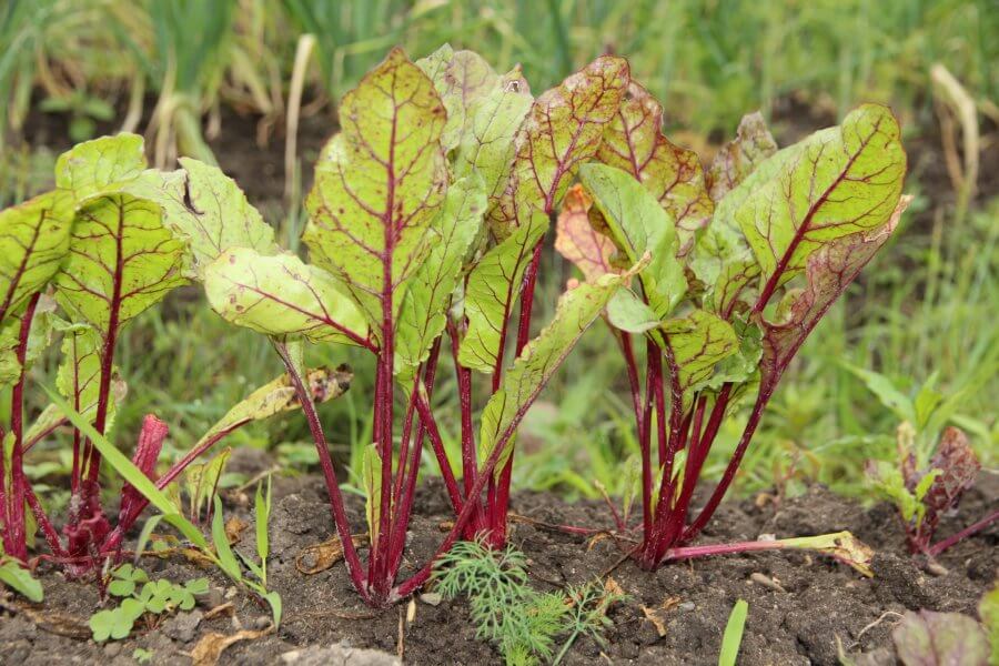 how to plant beets