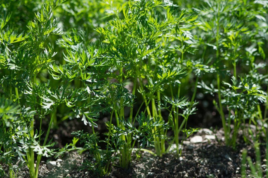 thinned carrot bed