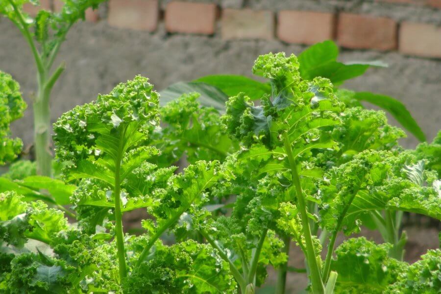 grow your own kale