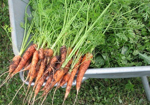 carrot crop harvest