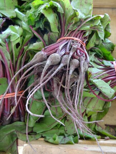 harvesting beets