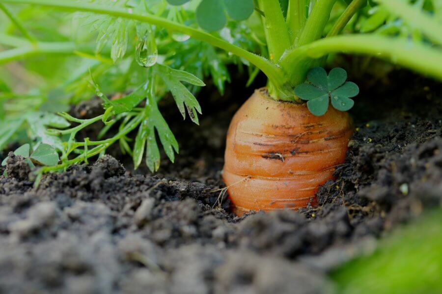 carrot harvesting
