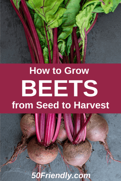 Beets - How to Plant Grow and When to Harvest