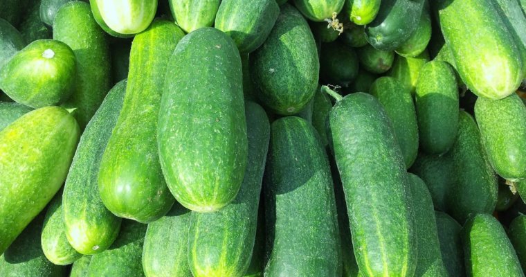 Cucumbers – How to Plant, Grow, and When to Harvest