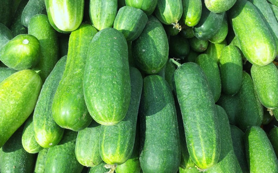 Cucumbers – How to Plant, Grow, and When to Harvest