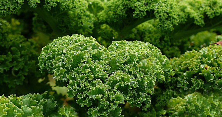 Kale – How to Plant, Grow, and When to Harvest