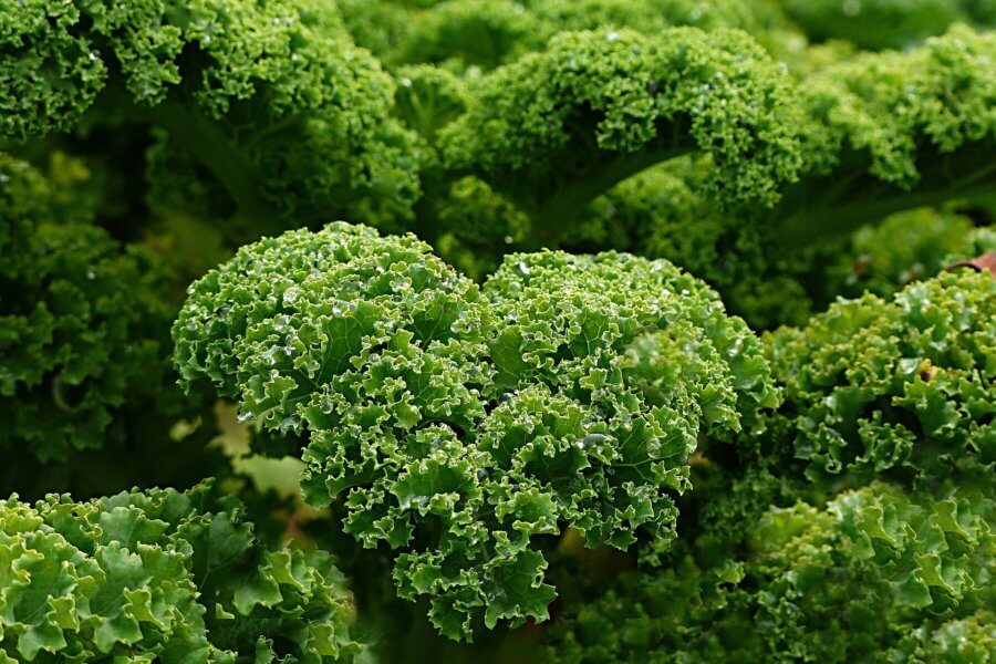 Kale - How to Plant, Grow, and When to Harvest