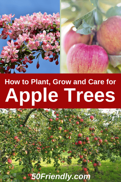 how to grow apple trees the easy way