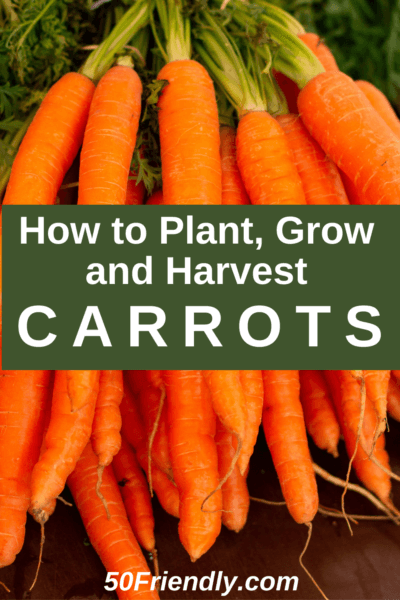 how to successfully grow carrots
