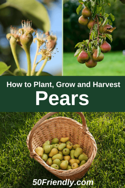 pears - how to plant, grow and when to harvest