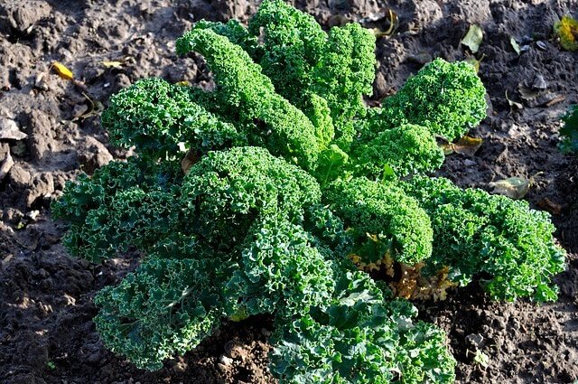 zone 5 kale planting guide