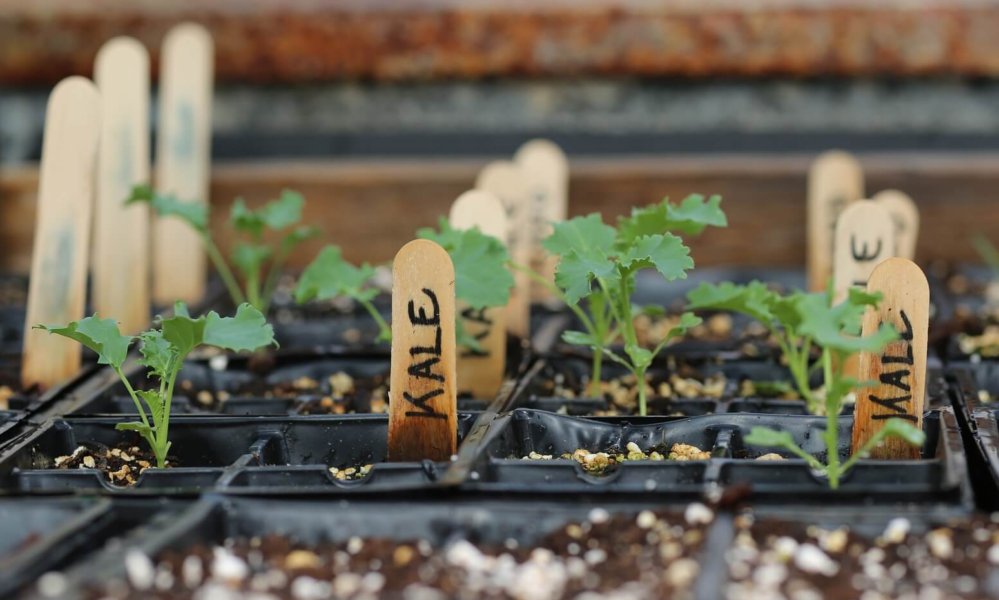 kale garden starts