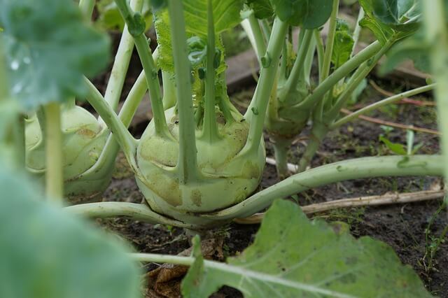 zone 5 kohlrabi planting guide