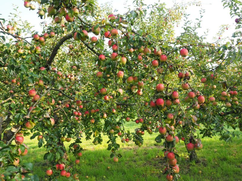 how to grow apple trees