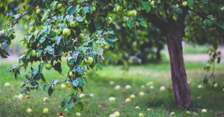 How to Grow Apple Trees – The Easy Way