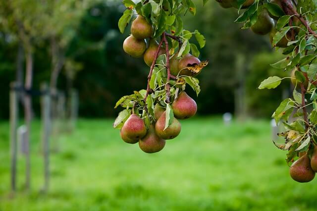 pear tree fruit