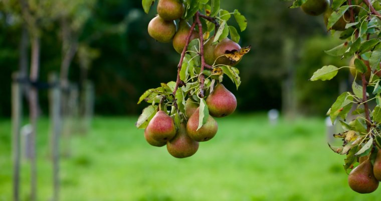 PEARS – How to Plant, Grow, And When to Harvest