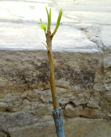 pear rootstock