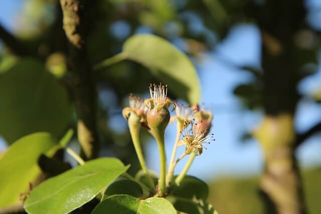 pear tree buds