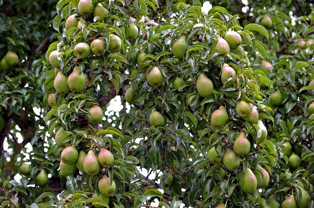 mature pear tree