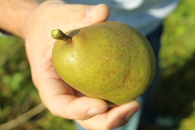testing for pear ripeness