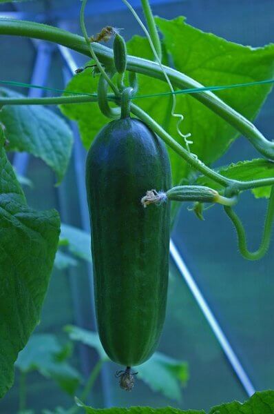 cucumber on a trellis