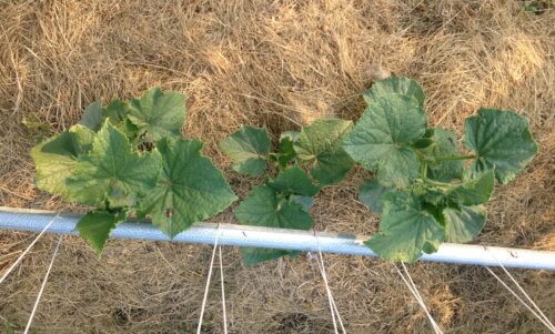 vining cucumbers