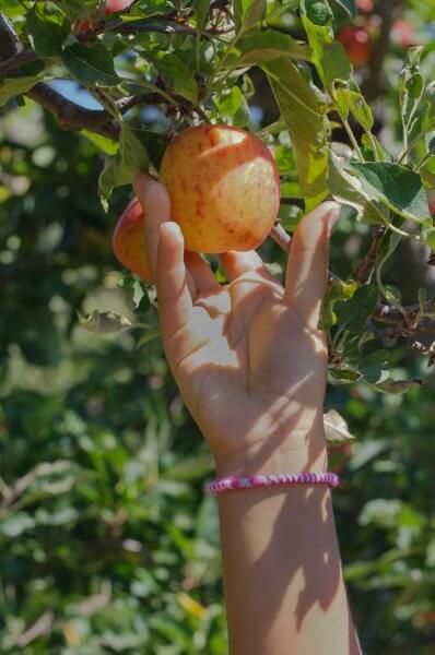 when to harvest apples