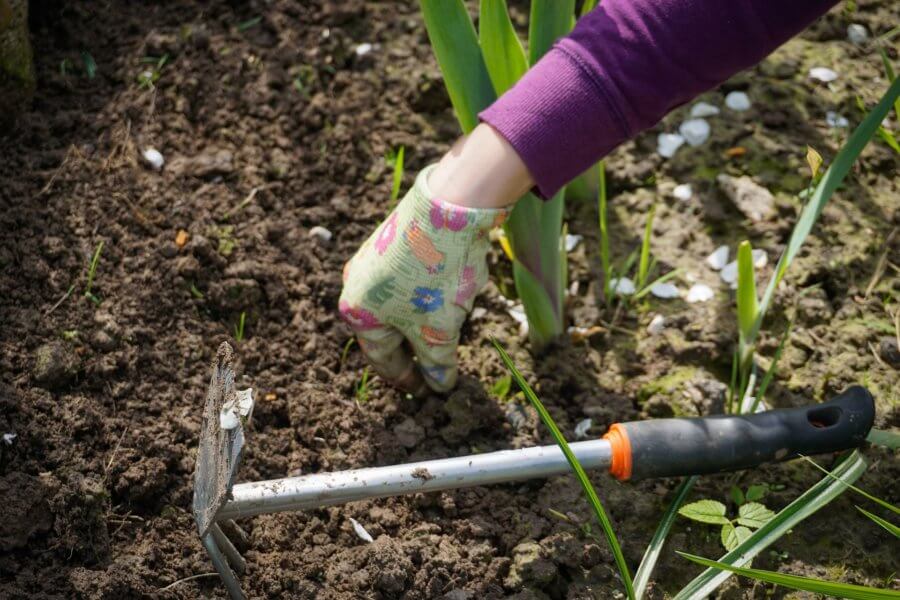 national gardening exercise day june 6th