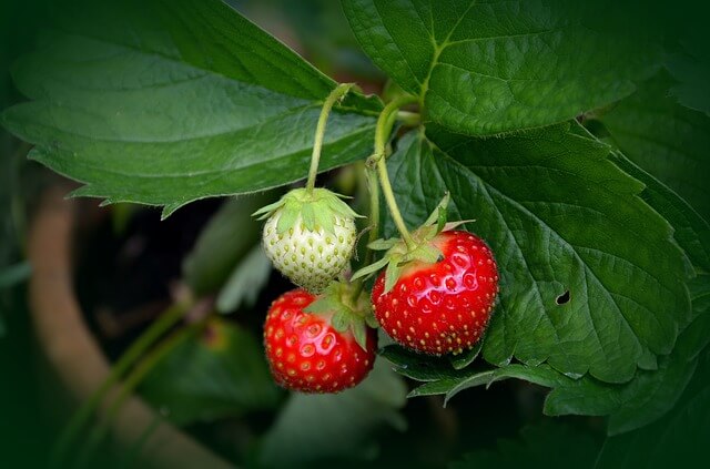 how to grow strawberries in pots and baskets