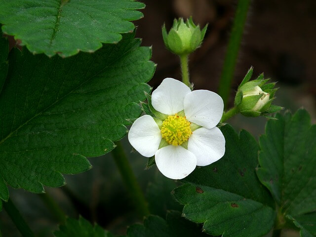 how to grow your own strawberries