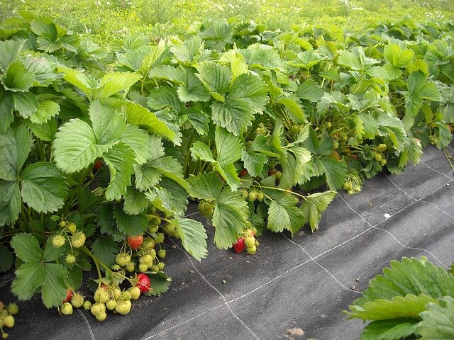 how to grow your own strawberries