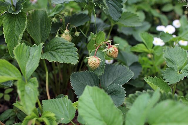 grow your own strawberries