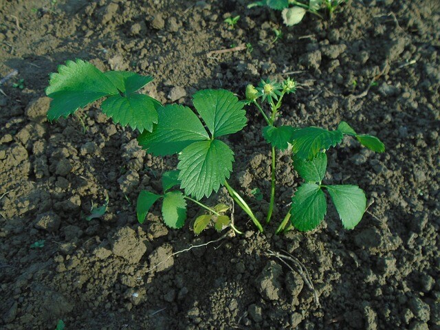 how to grow your own strawberries