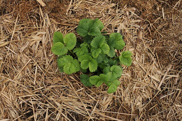 grow your own strawberries