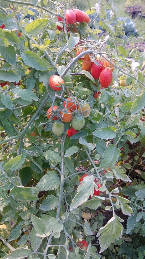 little mama tomatoes