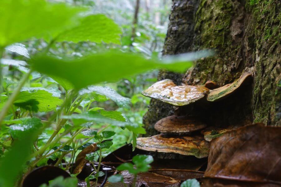 Reishi Mushrooms to Build Your Immune System