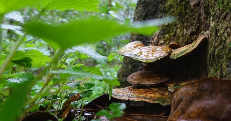 Reishi Mushrooms to Build Your Immune System