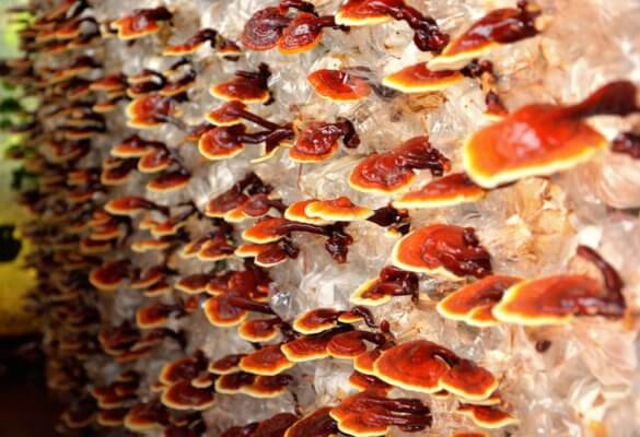 Reishi Mushrooms to Build Your Immune System